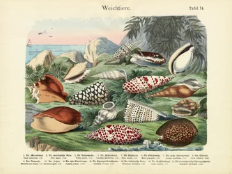Mollusques, c.1860